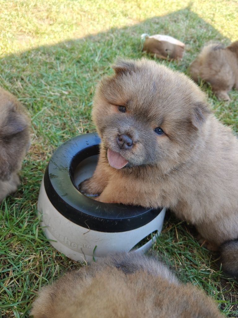 Chow Chow ZKwP FCI