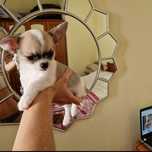 Chihuahua  mini toy