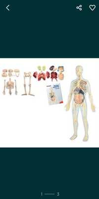 Esqueleto com órgãos - anatomia do corpo - novo na caixa selado