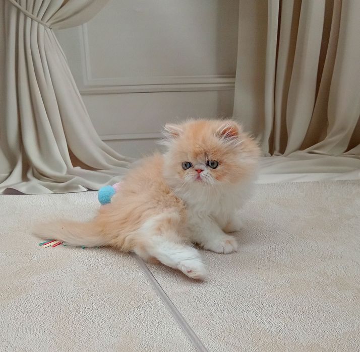 Персидська дівчинка