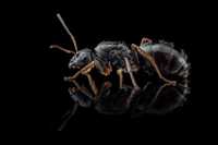 Mrówki Formica fusca, polskie, dla początkujących