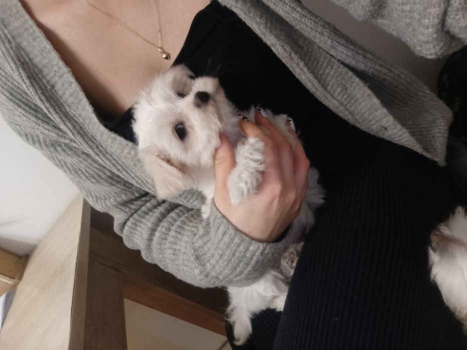 Piesek Maltańczyk z rodowodem