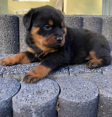 Szczeniaki Rottweiler