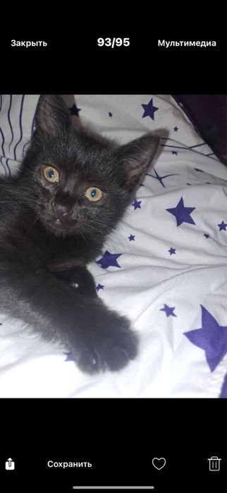 Котенок мальчик 2,5 месяца