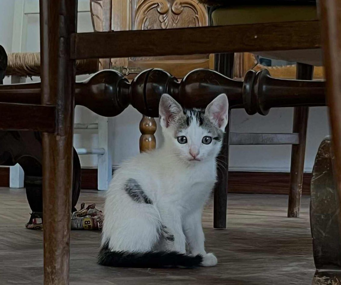 Gatinhas com 2 meses para adoção responsável