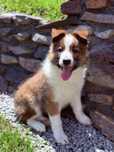 Border Collie unikatowe umaszczenie