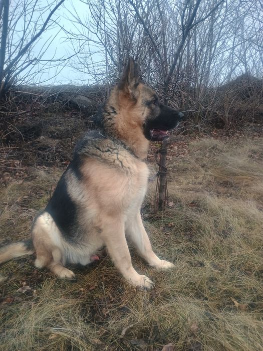 Щенок немецкой овчарки