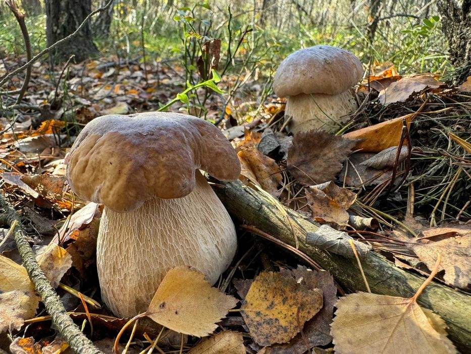 Suszone grzyby borowiki szlachetne, podgrzybki, borowiki ceglastopore