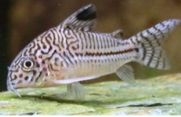 Corydora Jullie/ corydoras sterbai