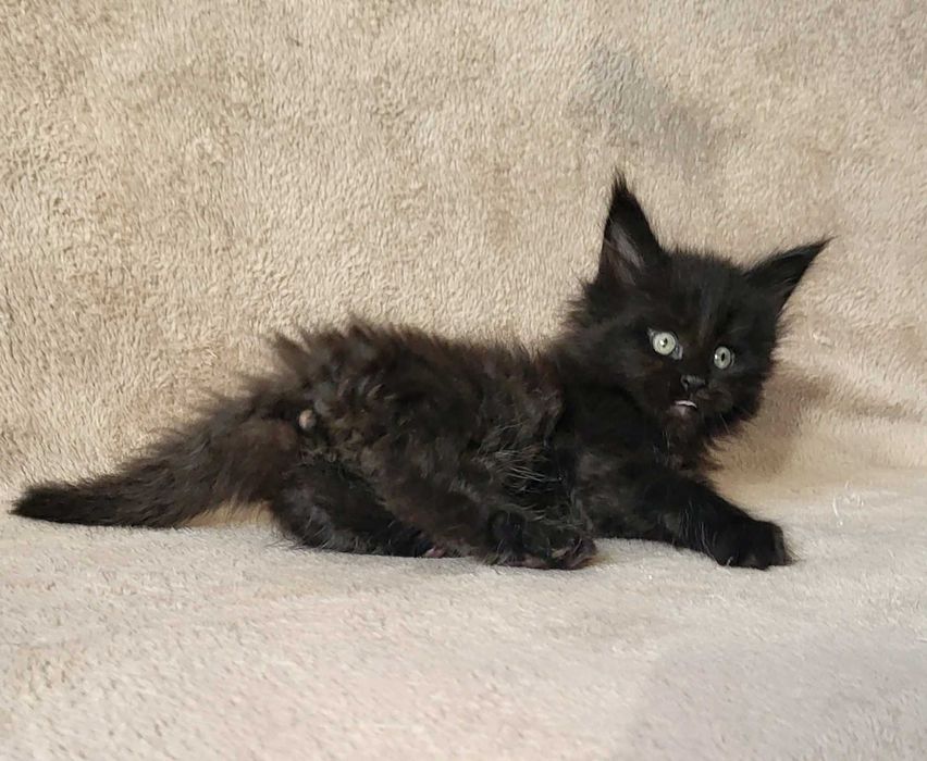 Czarna kotka MCO z rodowodem FPL