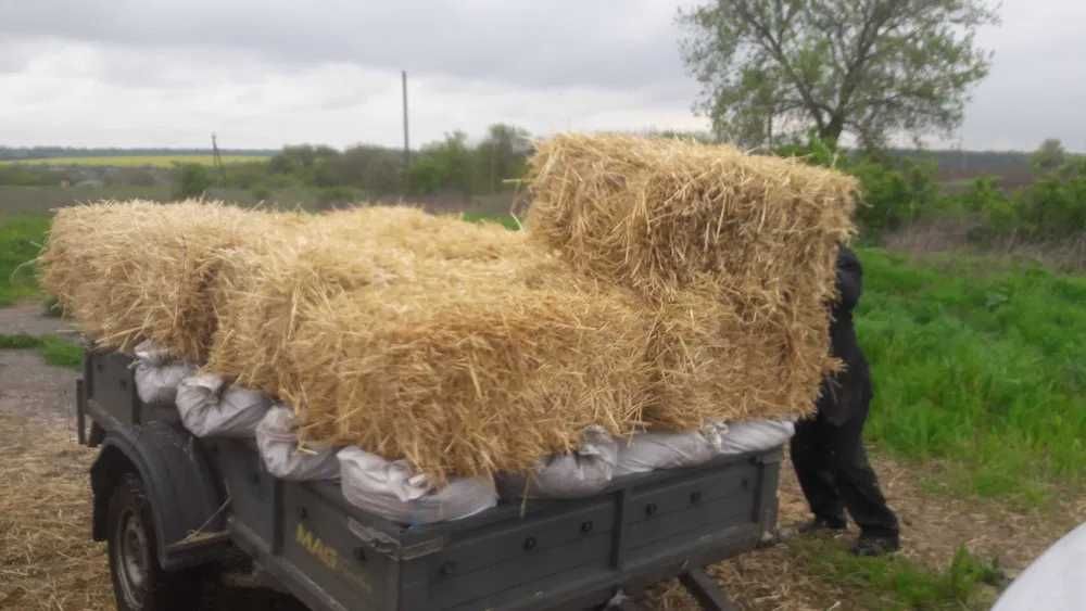 Солома пшеничная, Сено Разнотравье, доставка бесплатно.60гр.