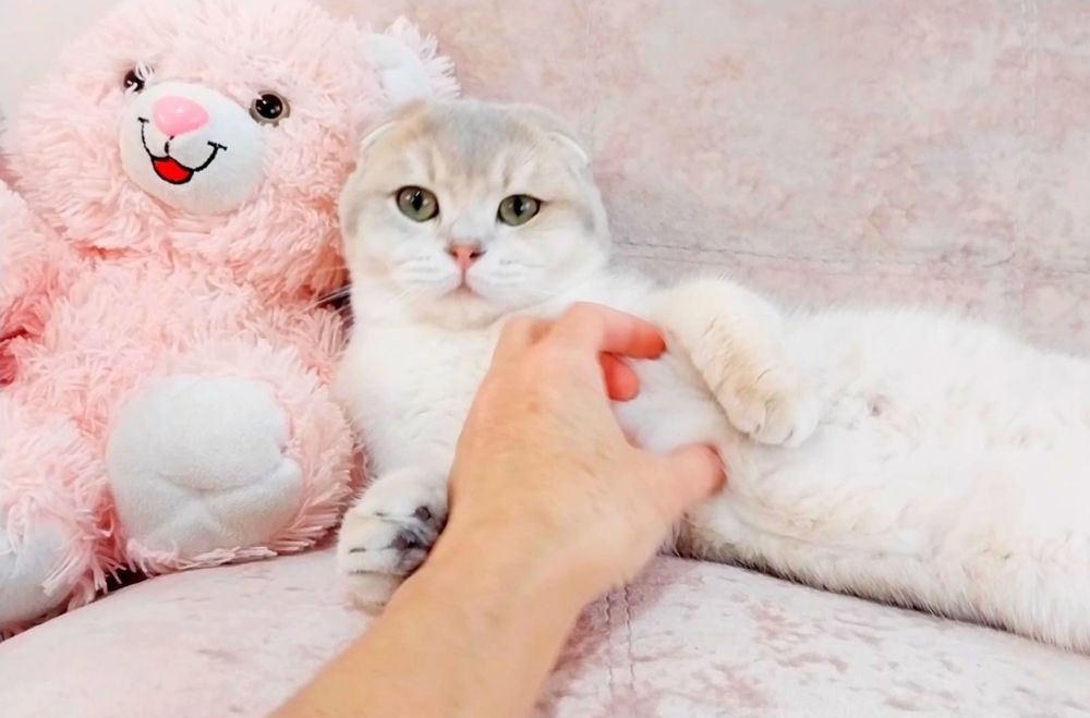 Чарівний хлопчик висловушка