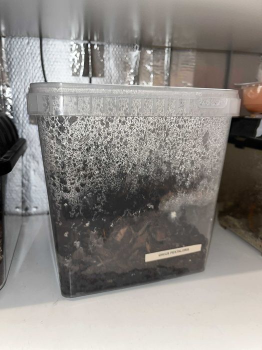 Davus pentaloris 5 dc Likwidacja hodowli