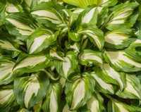 Funkia / Hosta Mediovariegata w doniczce P11 trzyletnia roślina