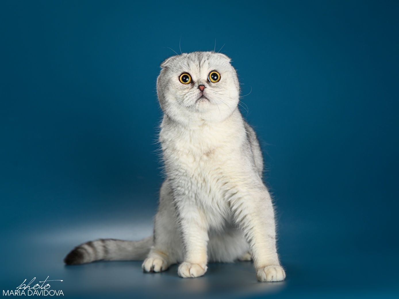 Вислоухий кот приглашает на вязку