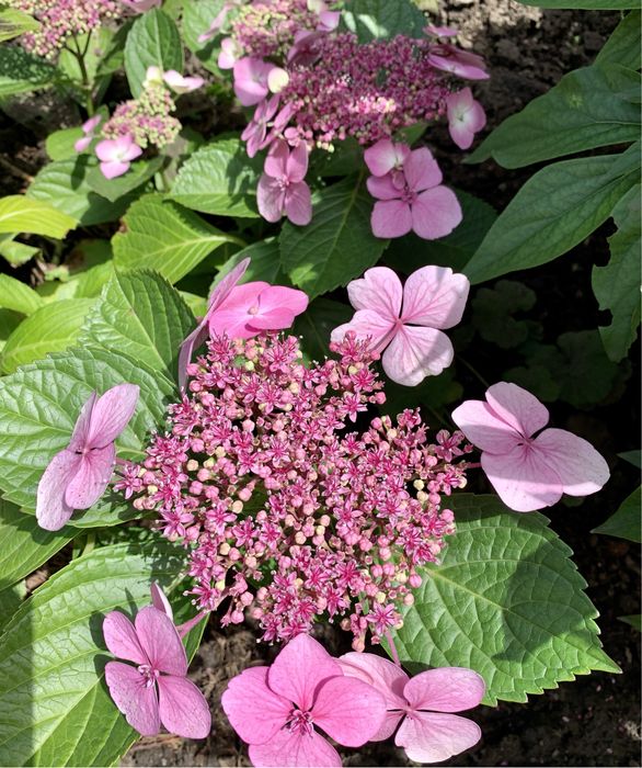 Гортензия крупнолистная