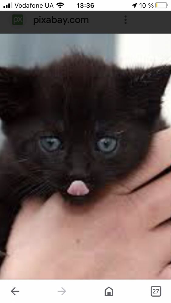 Котята кошенята в хорошие руки мальчик рыжий , черная девочка