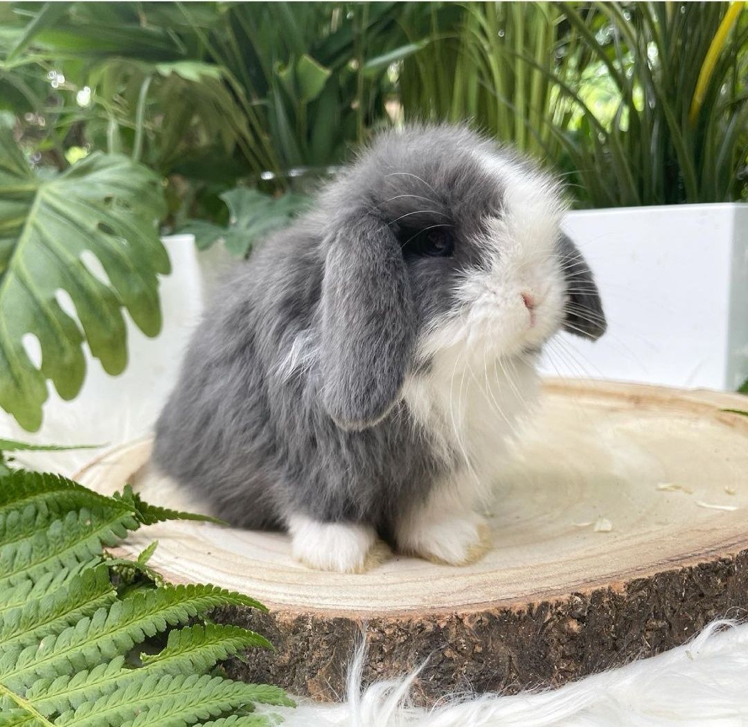 KIT Coelhos anões orelhudos, mini lop desparasitados