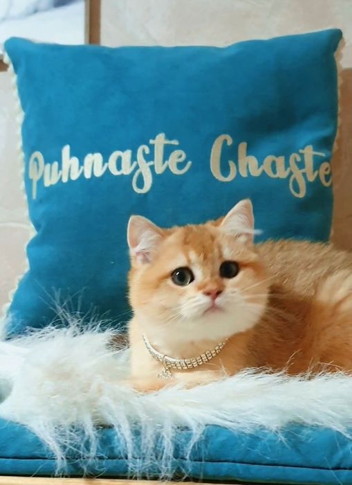 Золотая британская шиншилла ny12