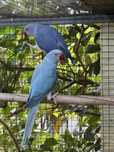 Ring Necks - Aves de 2024