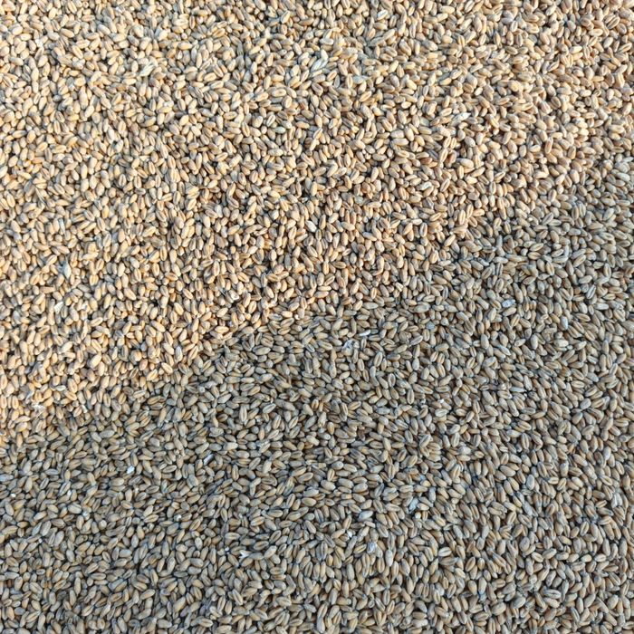 Продам пшеницю фураж