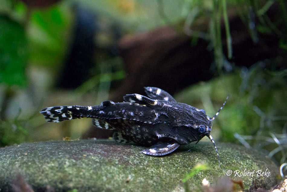 Kirys Grzebykoczelny - Agamyxis Pectinifrons