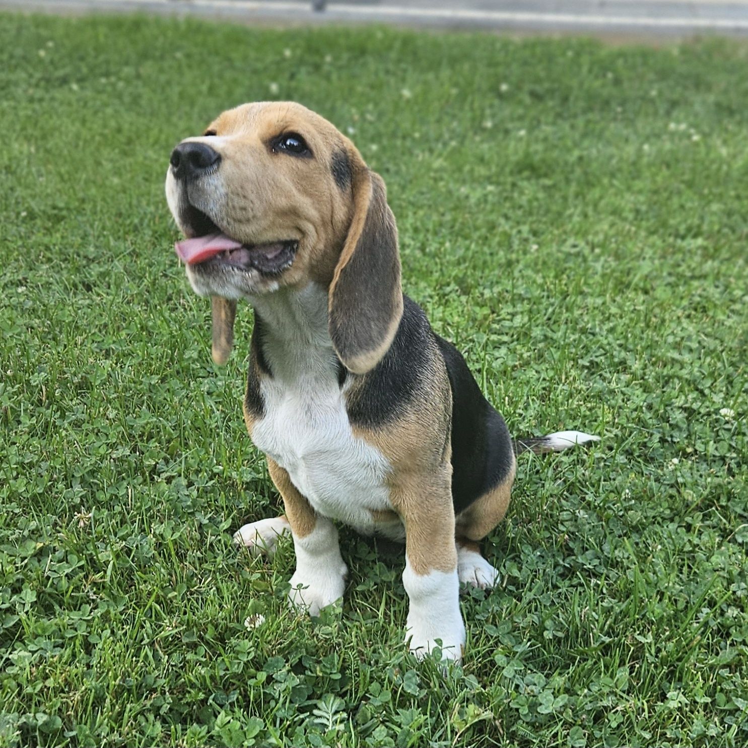 Beagle pies ZKwP FCI