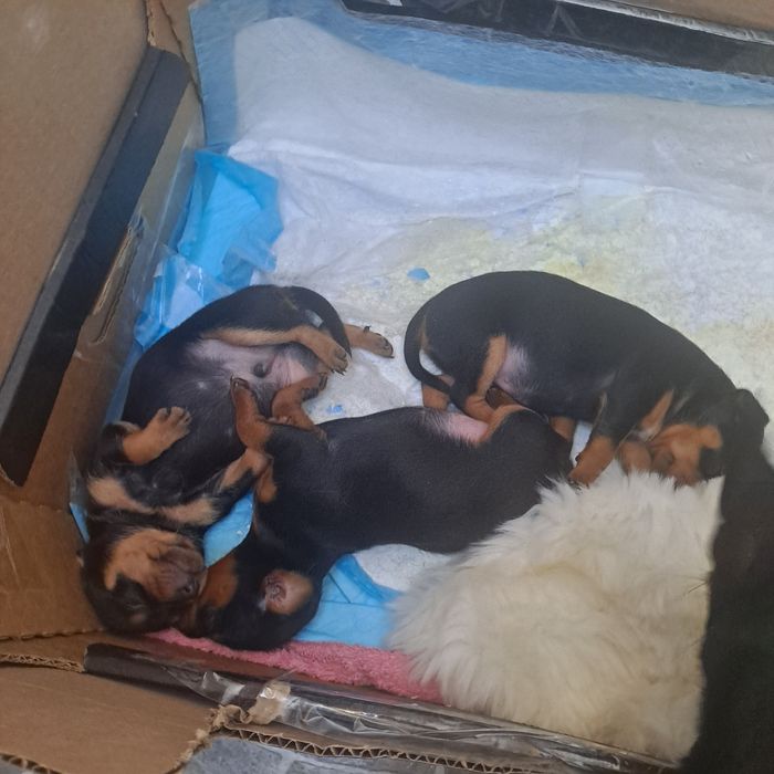 Pilnie oddam w dobre ręce