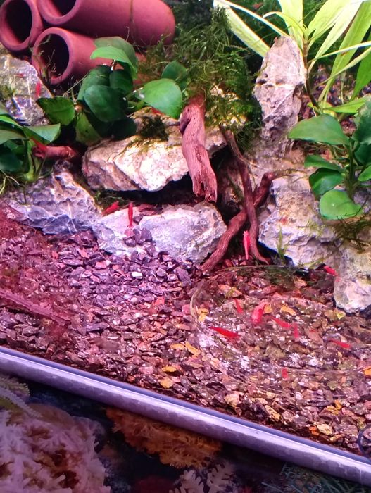 Camarões neocaridina