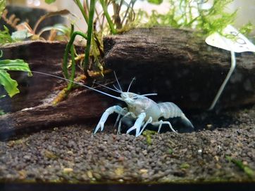 Rak Cherax Quadricarinatus