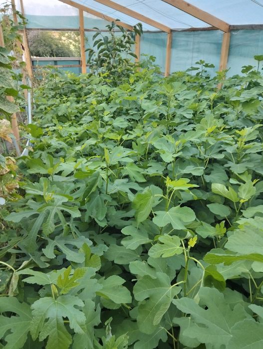 ХУРМА САЖЕНЦЫ.дар софиевки,виргинская .киви)гранат,инжир