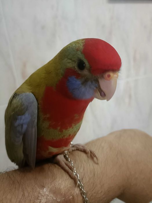 Rosela vermelha penante criada a mao