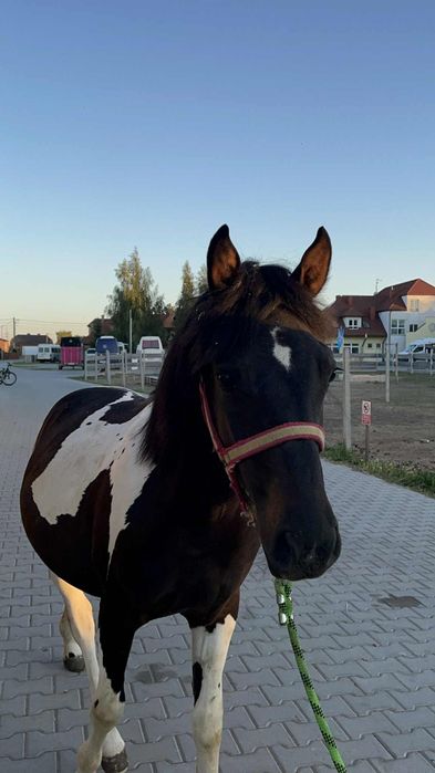 Sprzedam ogiera hucuła