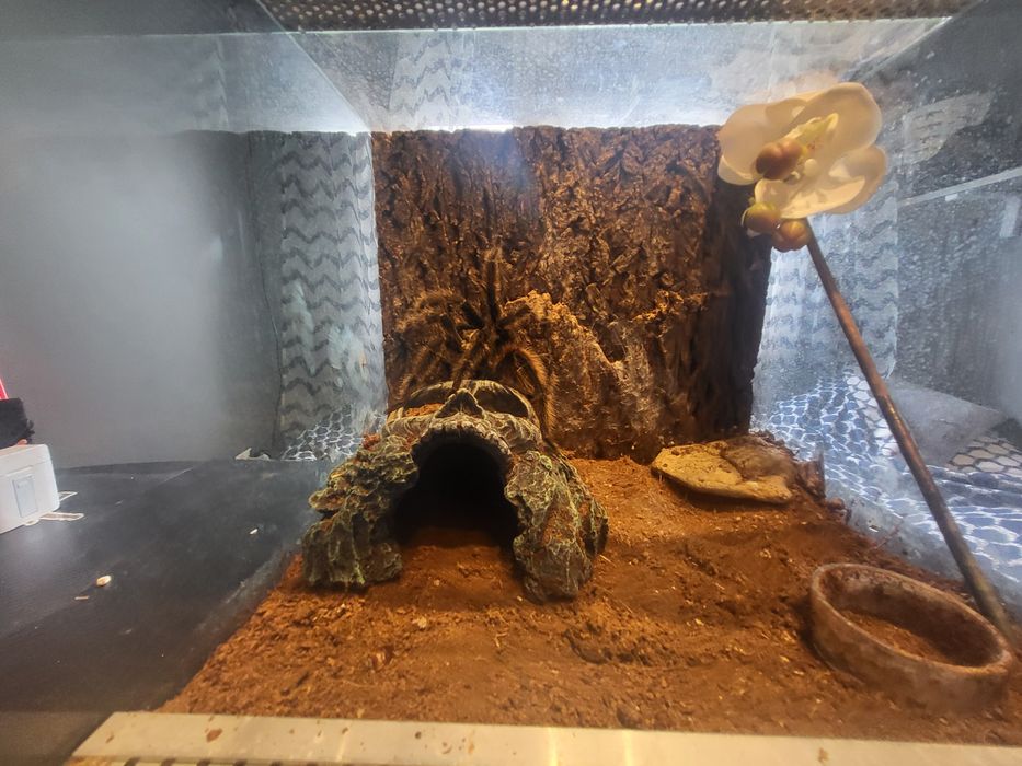 Ptasznik olbrzymi razem z terarium.