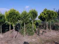 Thuja formowana na pniu 200-250 cm