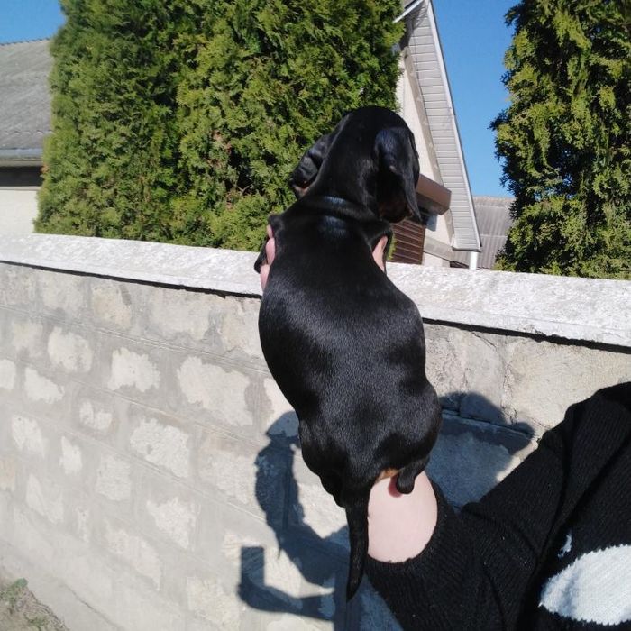 Один чорнопідпалий таксик з виводка !!! Шикарна дитинка.