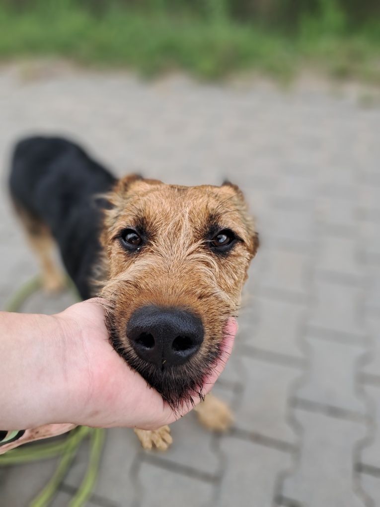 Foxterrierka do adopcji