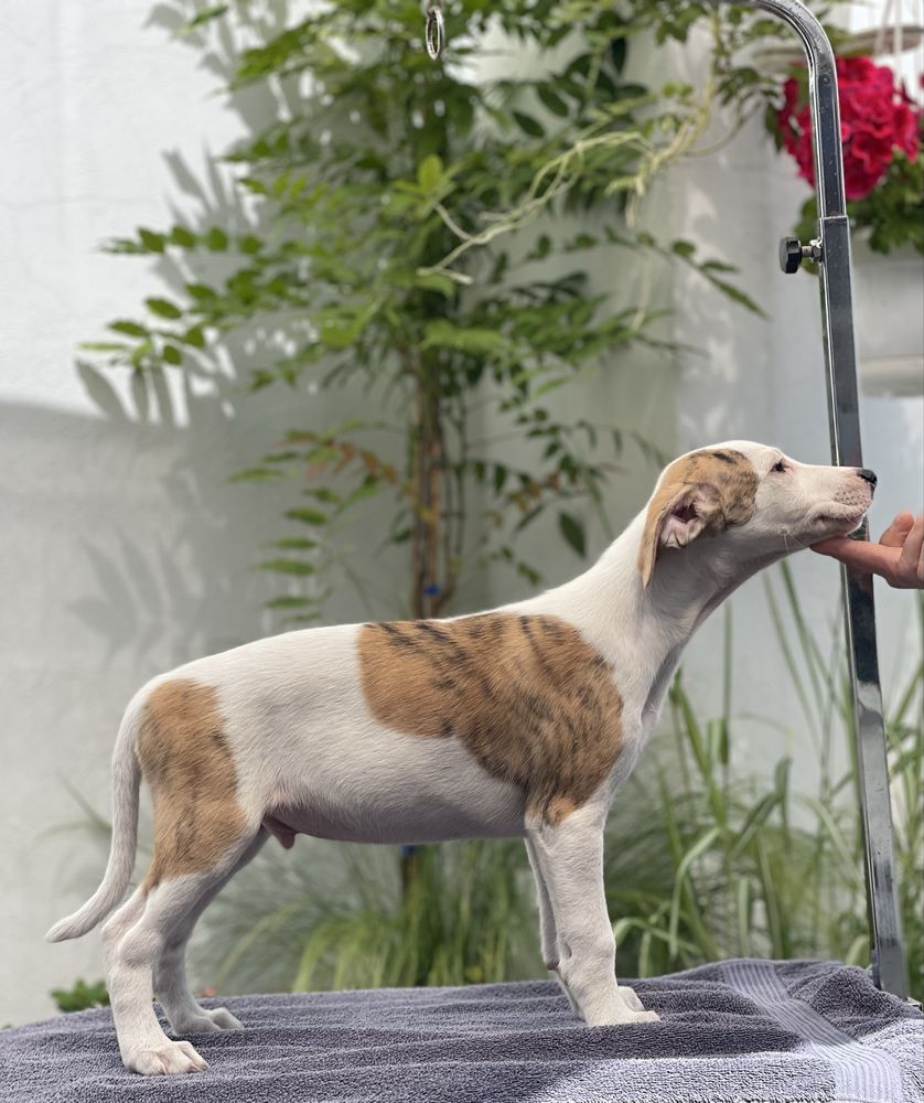 Whippet samiec do odbioru Revirado FCI ZKwP