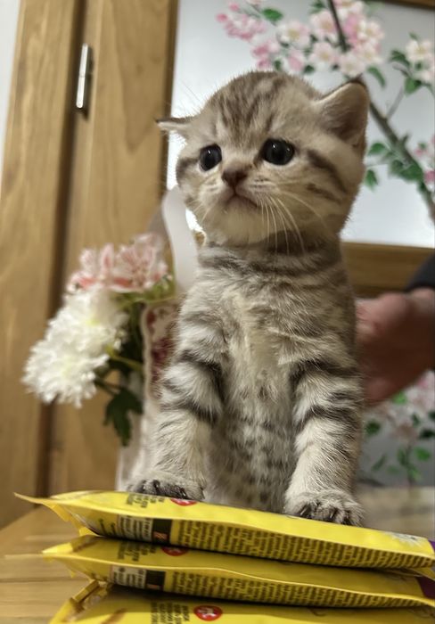 Шотландські кошенята