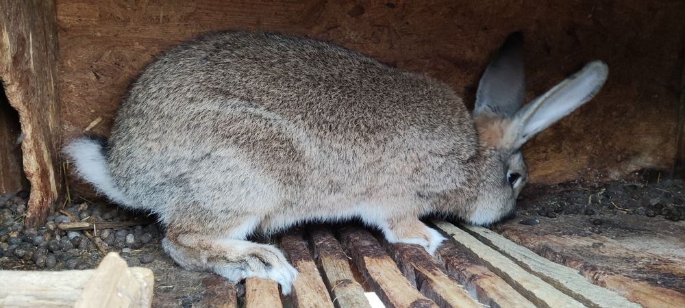 Продам кроликов фландр