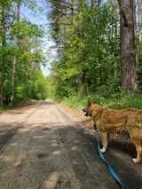 Seniorek Gucio poleca się do adopcji- psi anioł czeka w Tomarynach