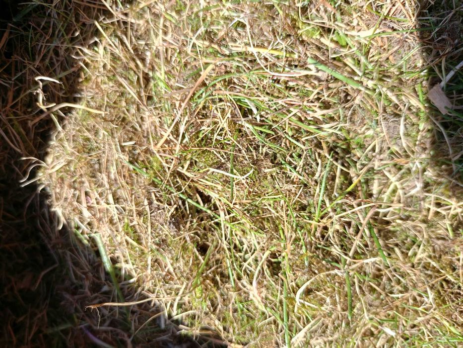 Скарифікація та аерація газону, вичісування старої трави мохів