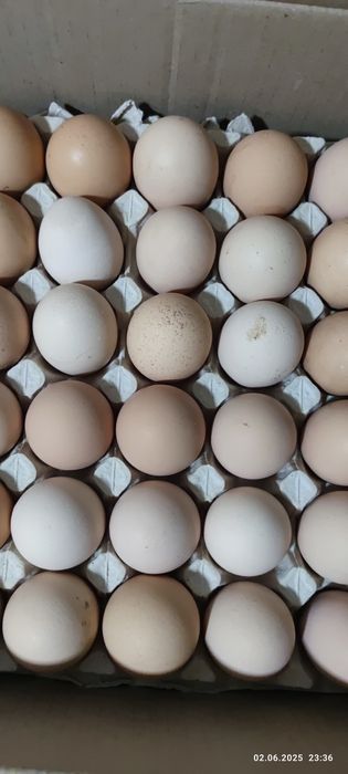 Інкубаційні яйця бройлера КОББ 500