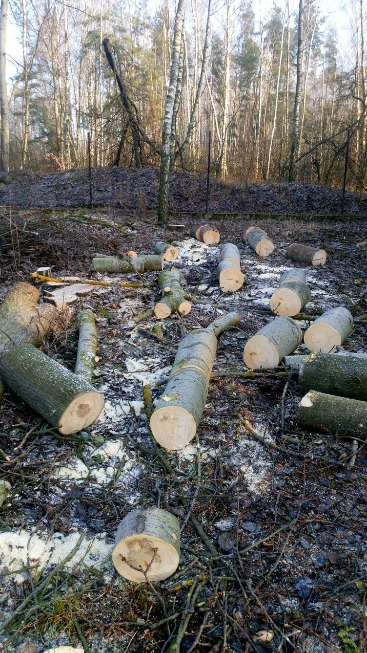 Wycinka drzew, czyszczenie działek, rębakowanie gałęzi, frezowanie pni