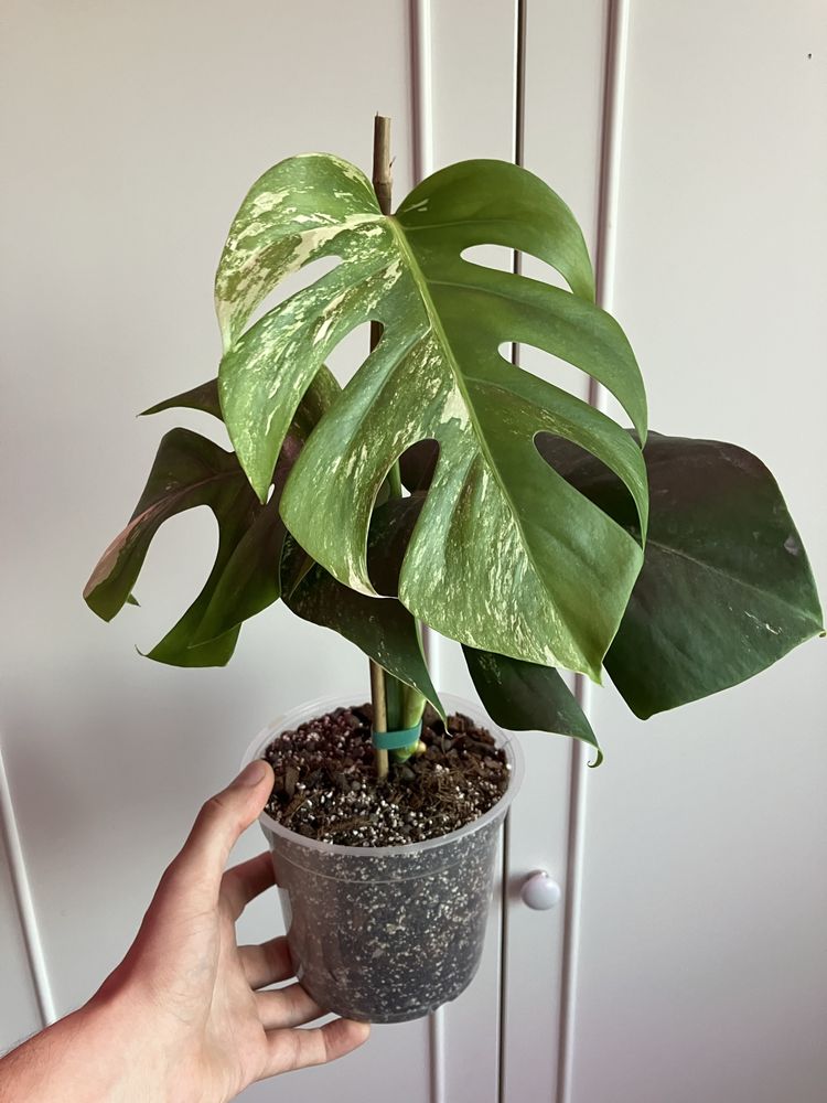 Monstera Variegata