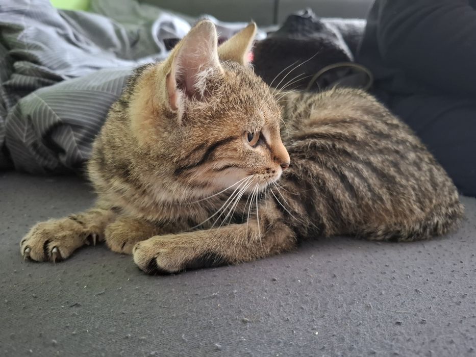 Oddam kotke bardzo przyjazna, ma około 4 miesiące