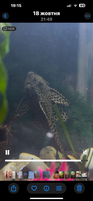 Продам сомика парчевого 15-20см