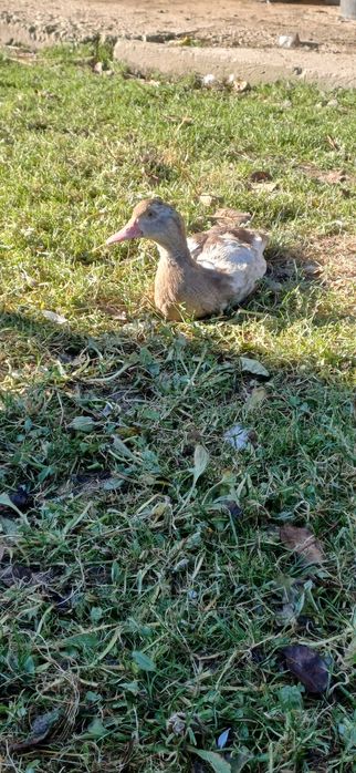 Продам індокачки