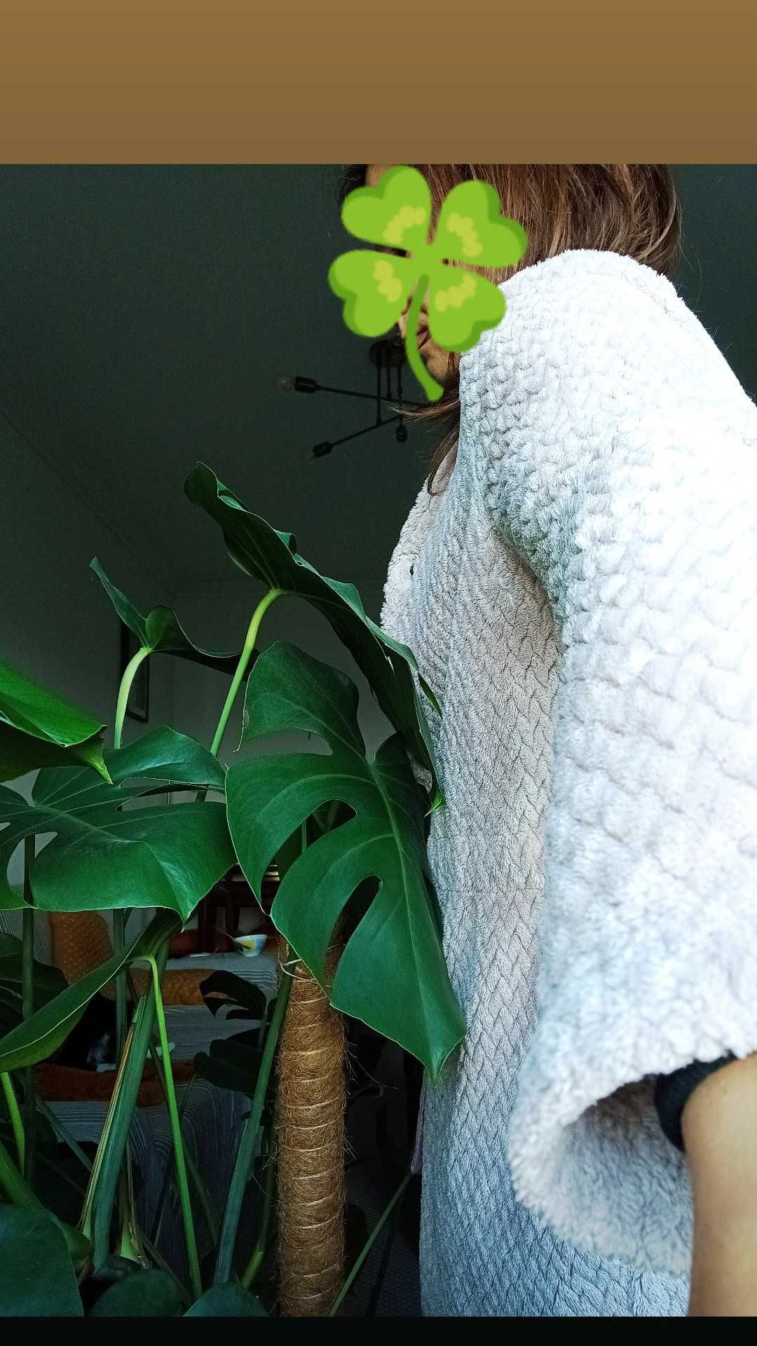 Monstera / Costela de Adão