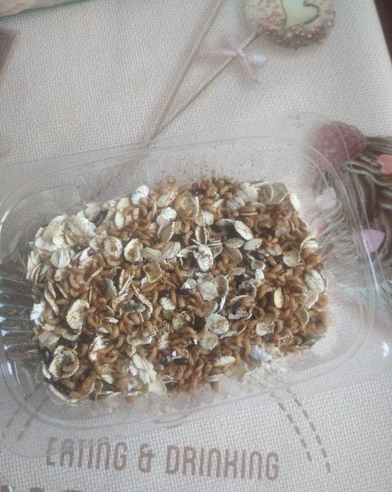 Жук знахар • Білковий корм для мурах, ящірок та риб